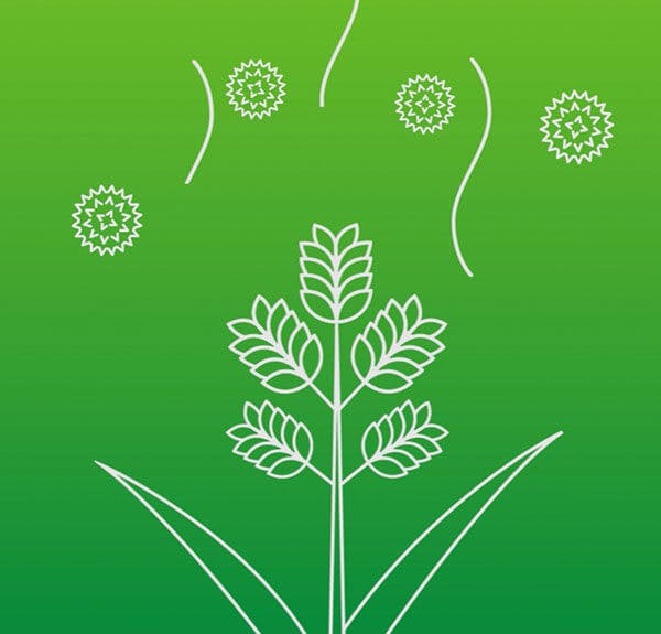 Illustration d’une plante qui pousse et libère des allergènes