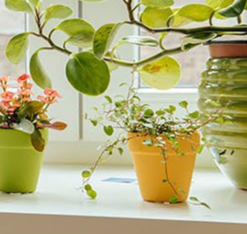 Trois plantes d’intérieur en pot