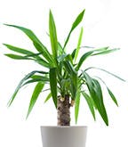 Yucca