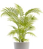 PALM TREE