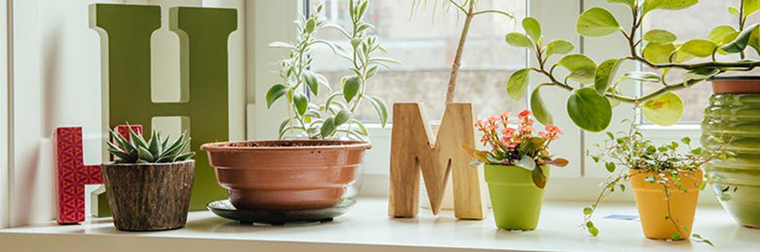 Plusieurs plantes au bord d’une fenêtre
