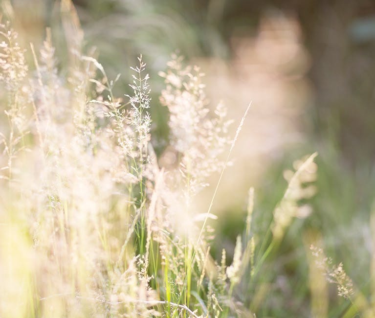 Pollen und Gräser lösen Allergien aus, doch was hilft gegen Heuschnupfen?