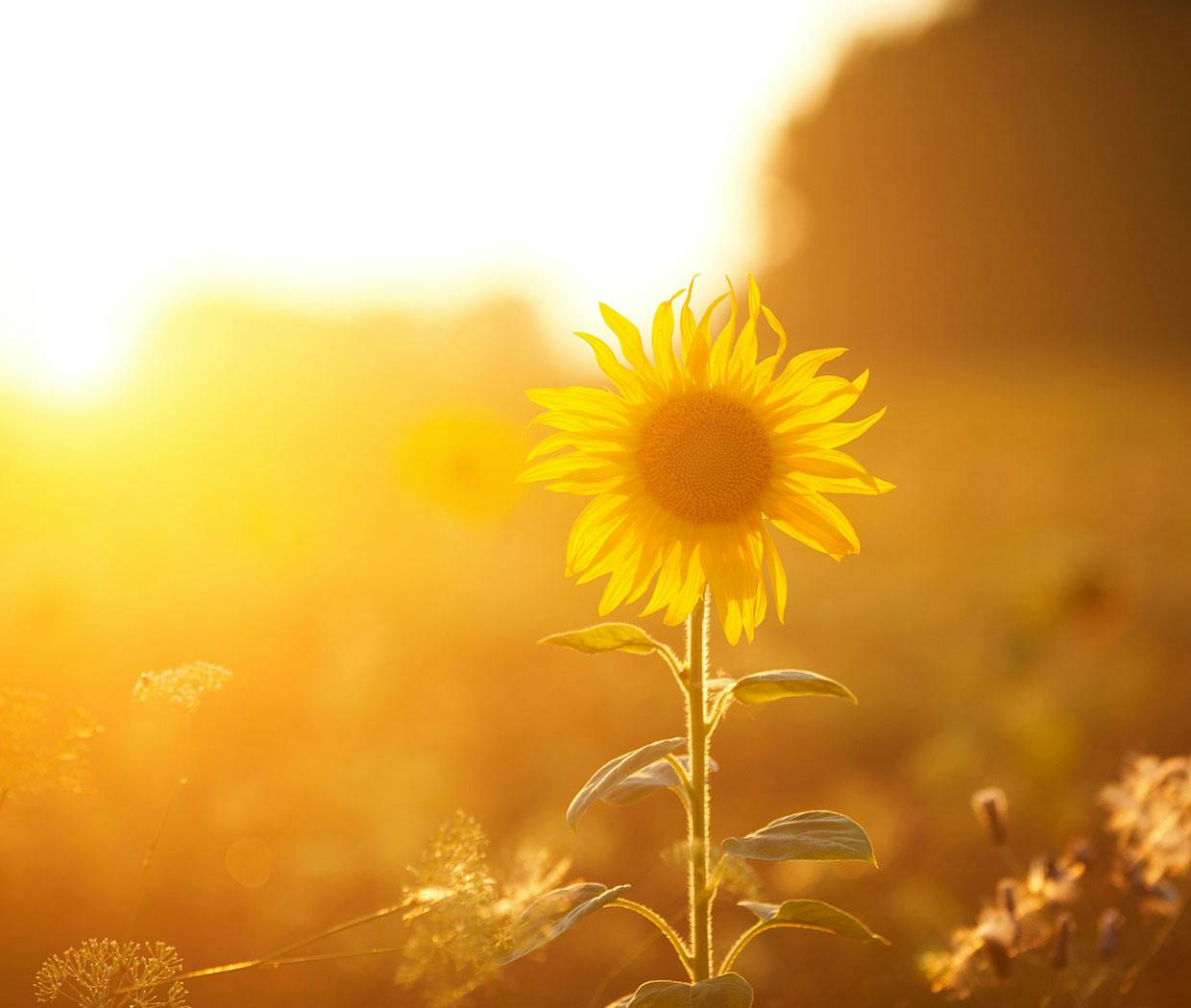 Die Sonnenblume kann Pollenallergie Symptome auslösen, das kann zu Heuschnupfen führen.