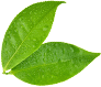 Two green leafs