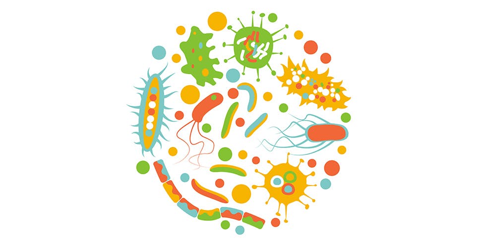 Gut Flora Gut Flora