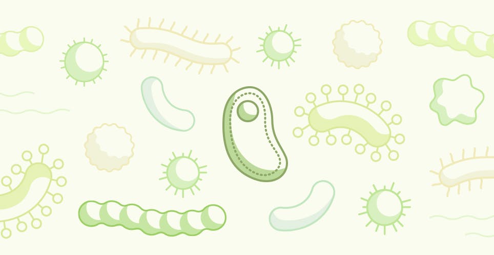 Healthy gut bacteria positively impacts the microbiome