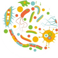 Gut Flora