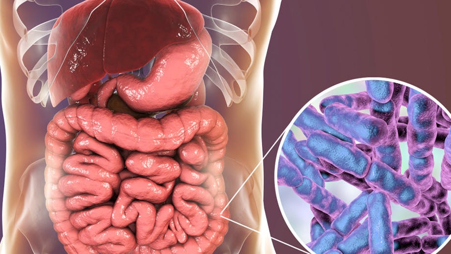 Visual representation of the human body featuring the large and small intestines for medical illustration.