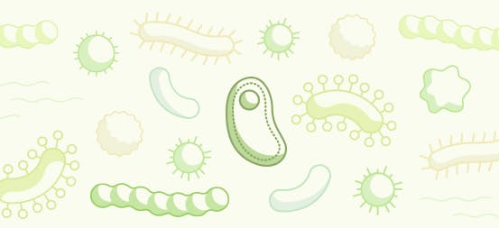 Healthy gut bacteria positively impacts the microbiome