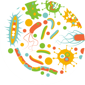 Gut Flora