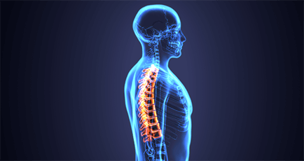  Understanding Low Back Pain Anatomical Chart