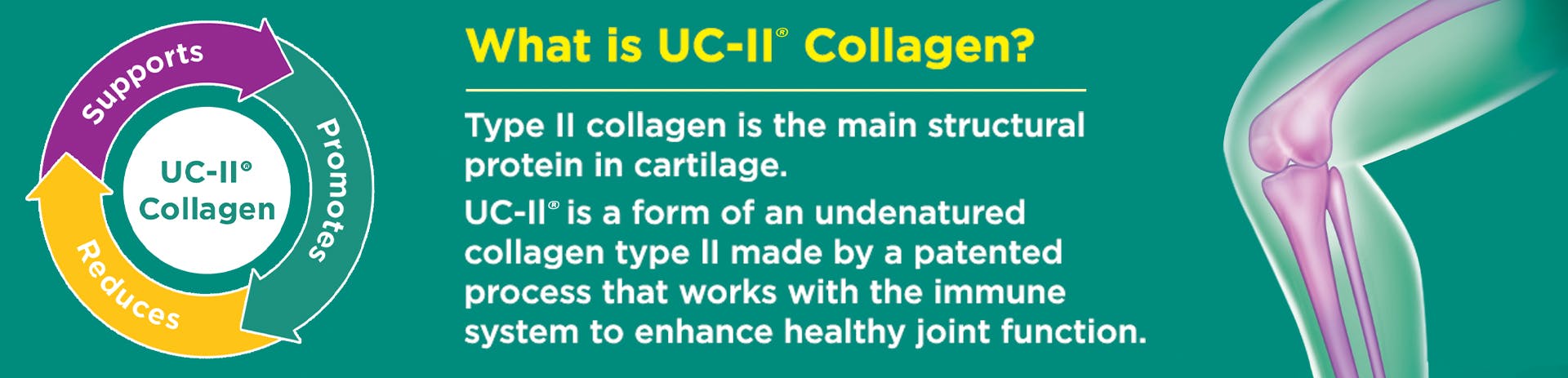 What is UC-II® Collagen?