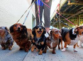 Walking dogs thumbnail