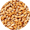 Grains Grains