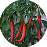 Spice Up Your Metabolism Spice Up Your Metabolism