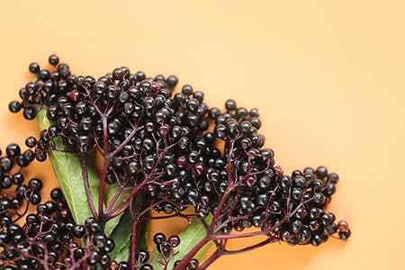Sambucus berries (elderberries) on an orange background