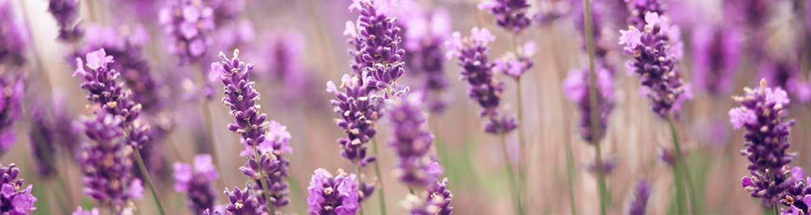 Lavender helps ease headaches