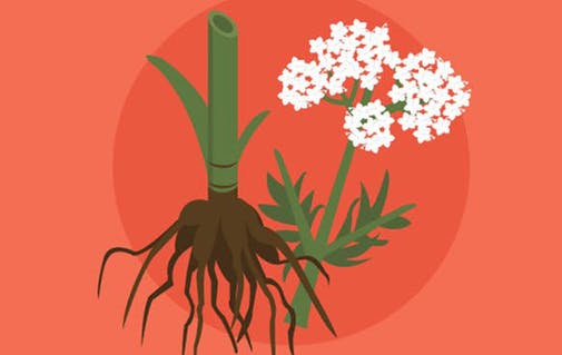 plants and roots icon