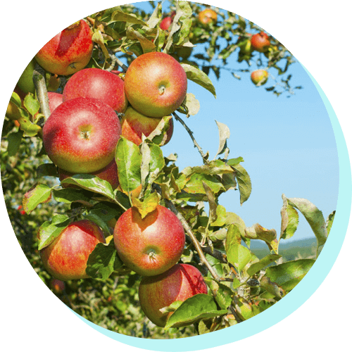 image of fresh apples growing on an apple tree