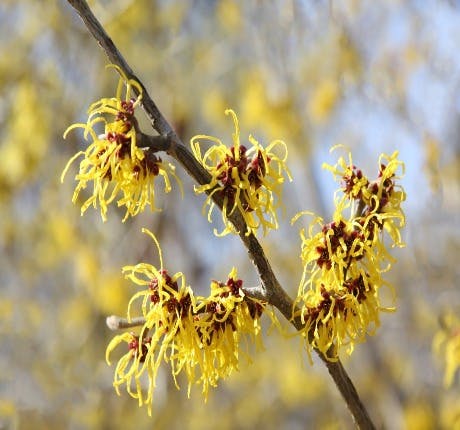 Witch hazel plant Witch hazel plant