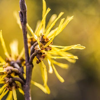 How Witch Hazel is Used for Hemorrhoids Treatment