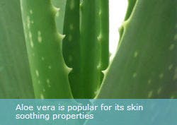 Aloe Vera Aloe Vera
