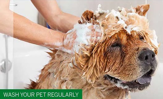 Wash Your Pet Regularly