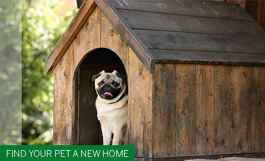 Find Your Pet a New Home
