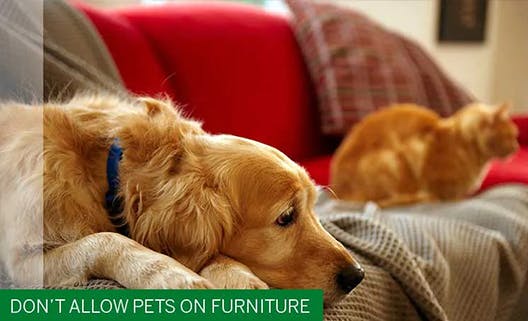 Don't Allow Pets on Furniture