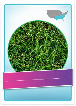 Bermuda Grass allergenic pollen