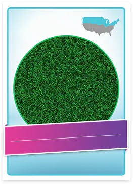Kentucky Blue Grass allergenic pollen Kentucky Blue Grass allergenic pollen