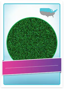 Kentucky Blue Grass allergenic pollen