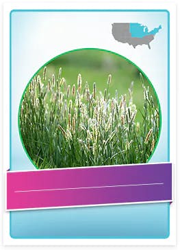 Timothy Grass allergenic pollen