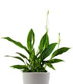 Best_Plants_Best_1 Best_Plants_Best_1
