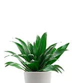 Best_Plants_Best_2 Best_Plants_Best_2