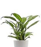 Best_Plants_Best_4 Best_Plants_Best_4