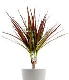 Best_Plants_Best_5 Best_Plants_Best_5