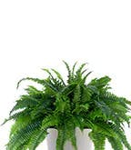 Best_Plants_Worst_1 Best_Plants_Worst_1