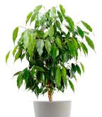 Best_Plants_Worst_2 Best_Plants_Worst_2