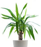 Best_Plants_Worst_3 Best_Plants_Worst_3
