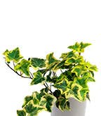 Best_Plants_Worst_4 Best_Plants_Worst_4