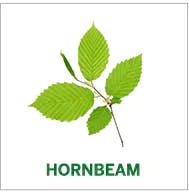 hornbeam