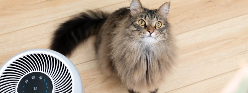 Cat sitting next to purifier Cat sitting next to purifier