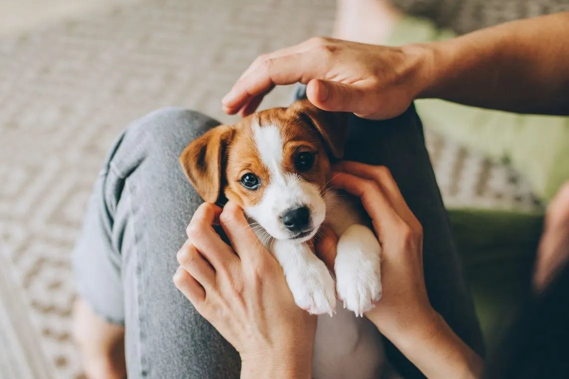 dog lying in person’s lap