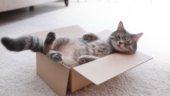cat lying on back in cardboard box