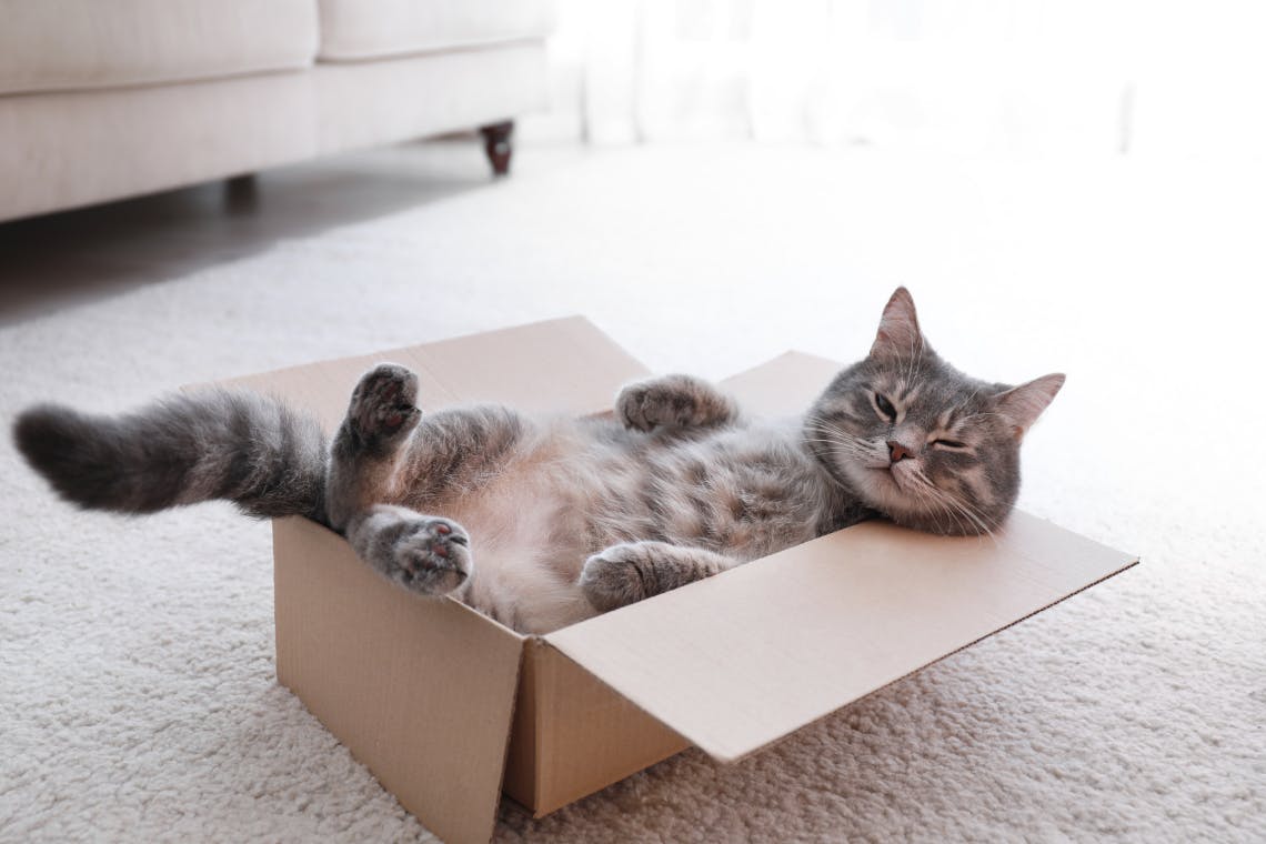 cat lying on back in cardboard box