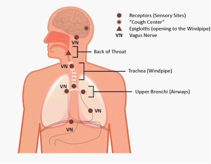 Anatomy of the Cough Anatomy of the Cough