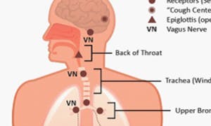 Anatomy of the Cough