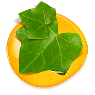 Ivy leaf on top of a honeydrop Ivy leaf on top of a honeydrop