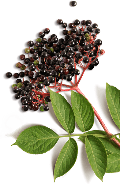 Bunch of elderberry on stem with leaves